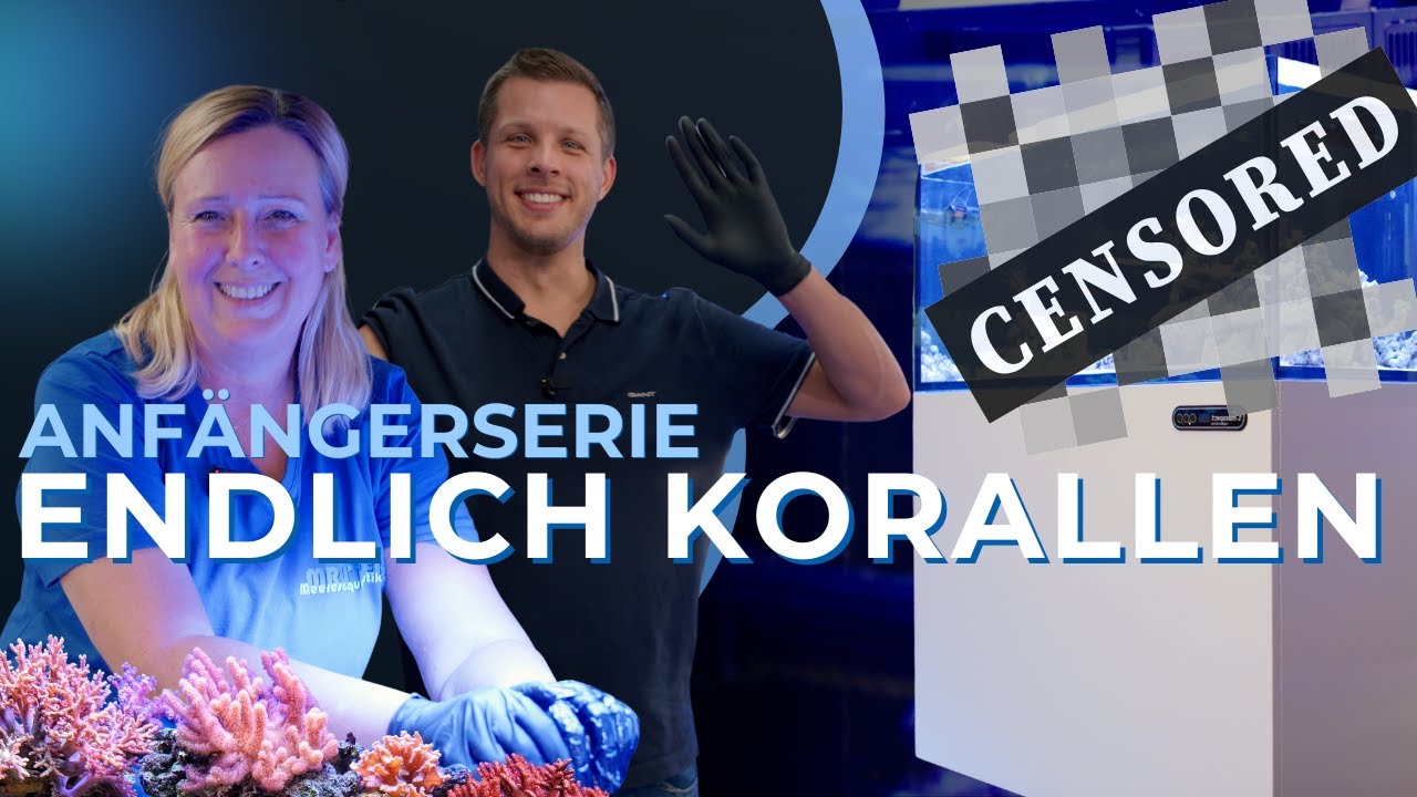 Teil 12: Meerwasseraquarium für Anfänger - Korallen, endlich Korallen! (Korallen für Einsteiger)