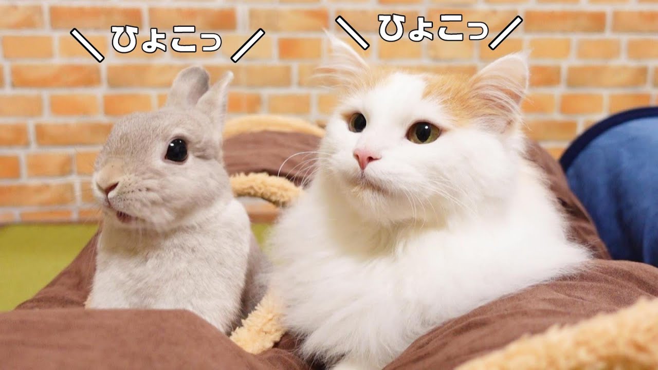 トンネルの穴からひょっこり現れて仲良くおやつを食べるうさぎとにゃんこの姉弟が癒し