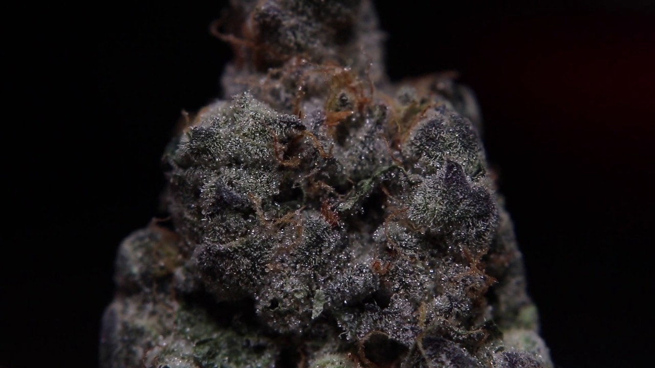 Blissful Wizard - Curio Wellness - PhotographMyGreen