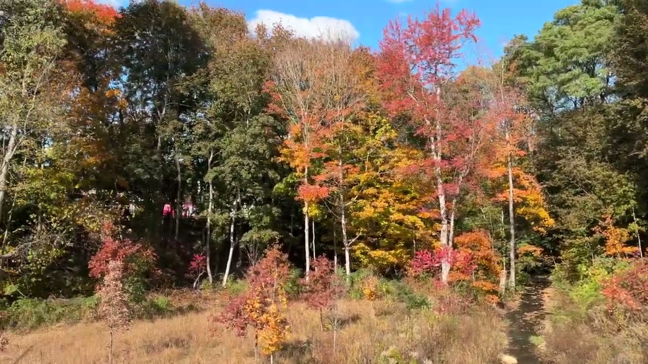 Pretty view - (10/28/25)