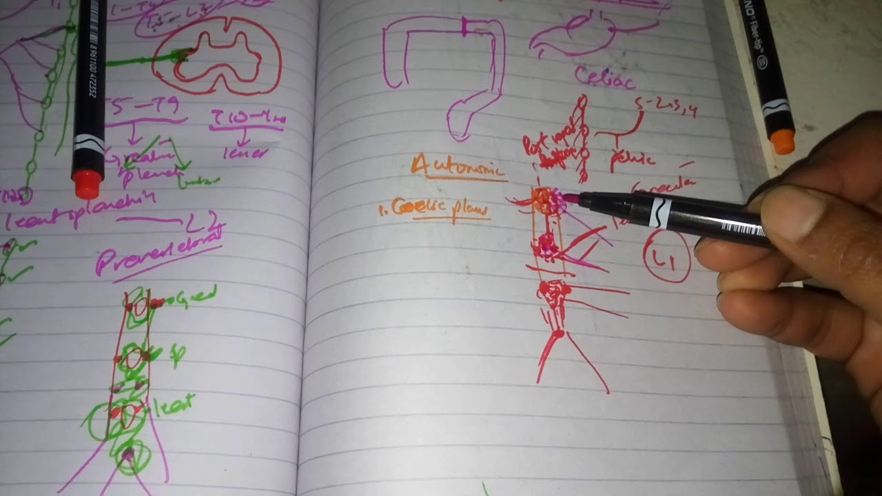 AUTONOMIC SUPPLY of ABDOMEN in easiest way part 4 autonomic plexuses