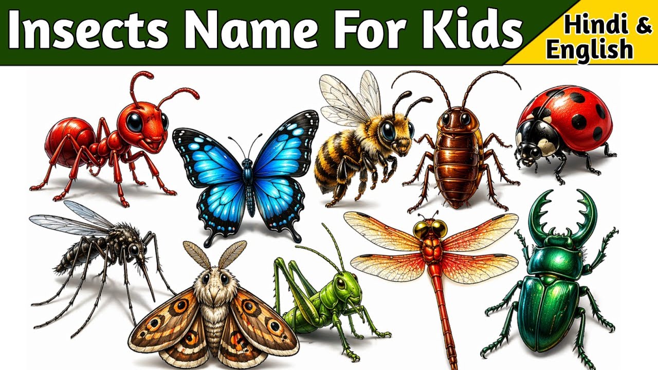 10 Insects Name | कीटों के नाम | Kids Learning Video in Hindi