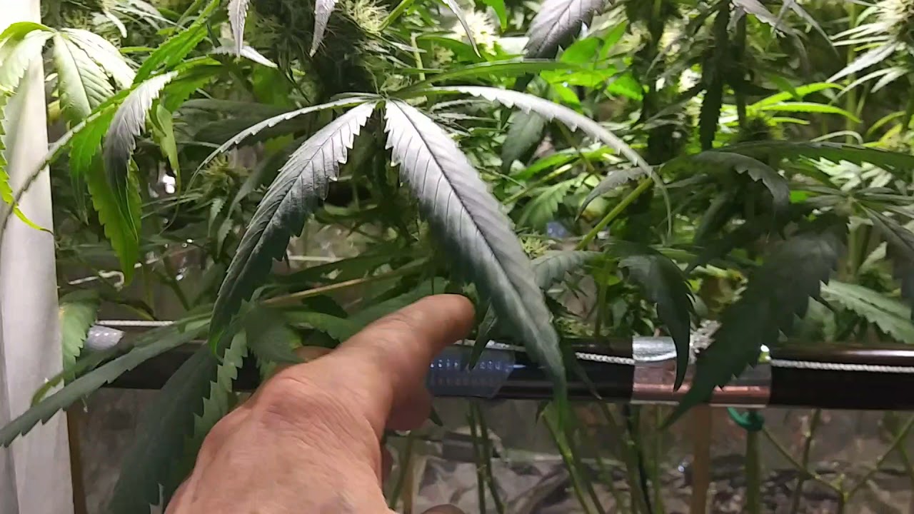 Day 50 In Flower! Flushing And Fade!!!
