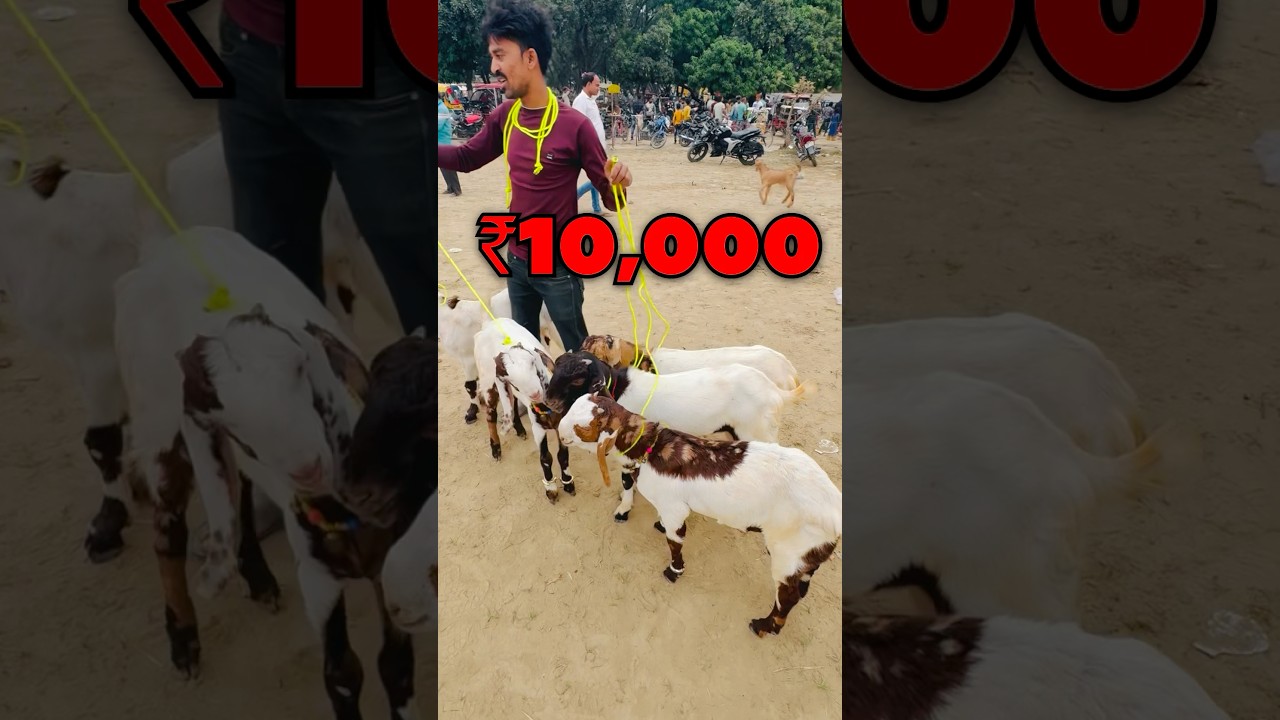 Top Quality Tota Pari Bakra 😍 Raniganj Bakra Mandi #bakramandi #bakraeid2025 #bakraeidspecial