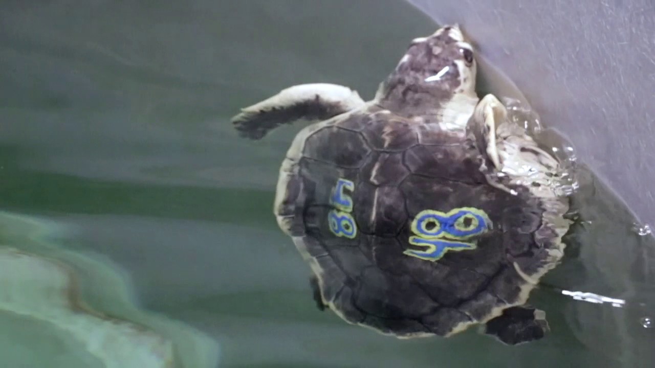 Marine Biology at ENC: National Marine Life Center Field Trip