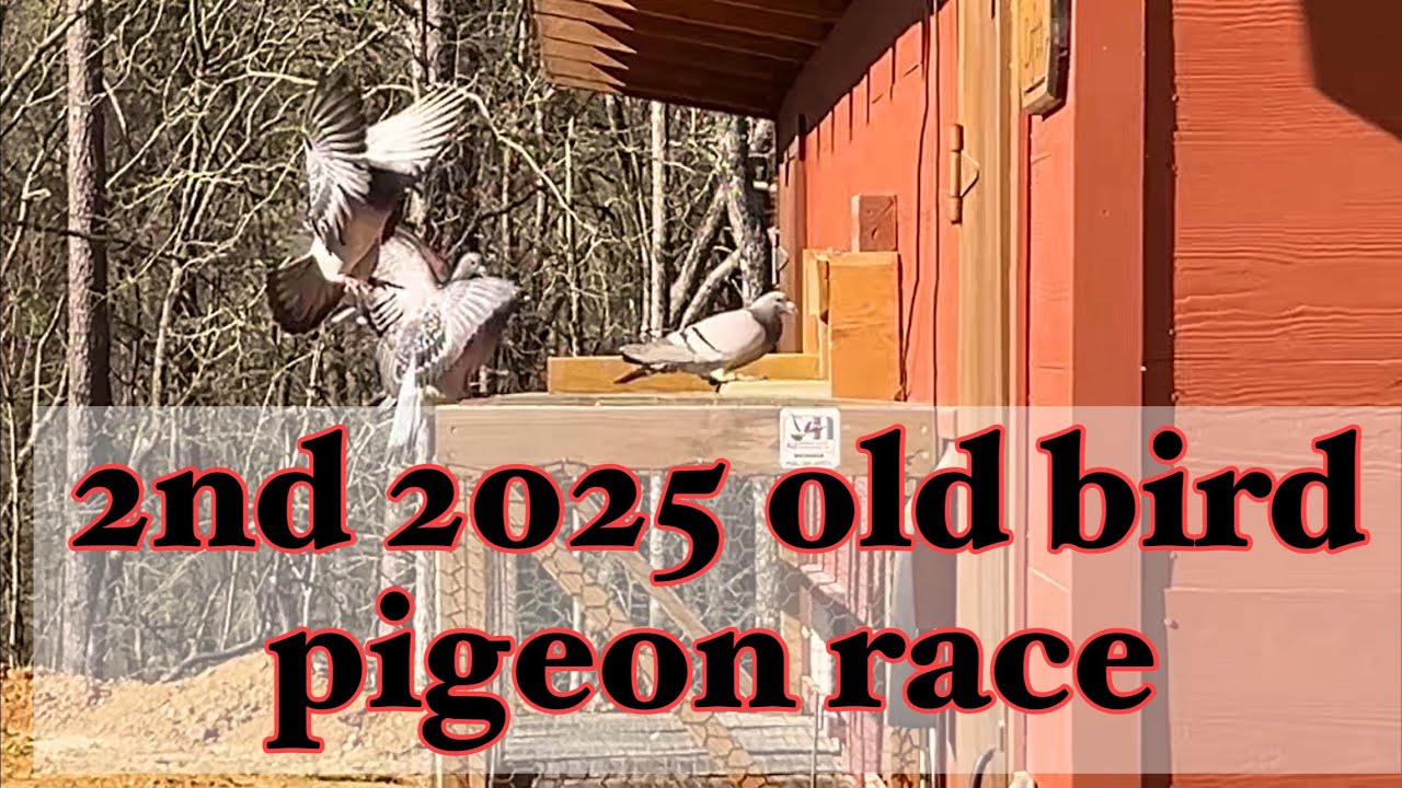 SECOND 2025 OLD BIRD PIGEON RACE