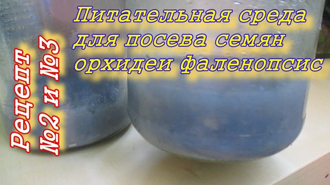 Питательная среда для посева семян орхидеи фаленопсис. Рецепт №2 и №3