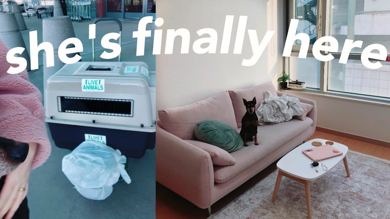 i brought my DOG to KOREA!
