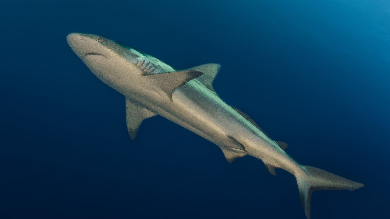 Sharks of the Maldives 4K