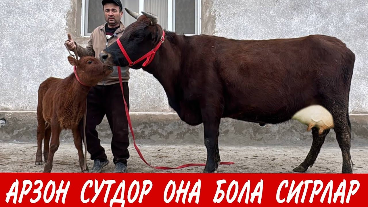 АРЗОН ОНА БОЛА ВА БУГОЗ СИГРЛАР МУЗАФФАР ОГА 26 февраля 2026 г.