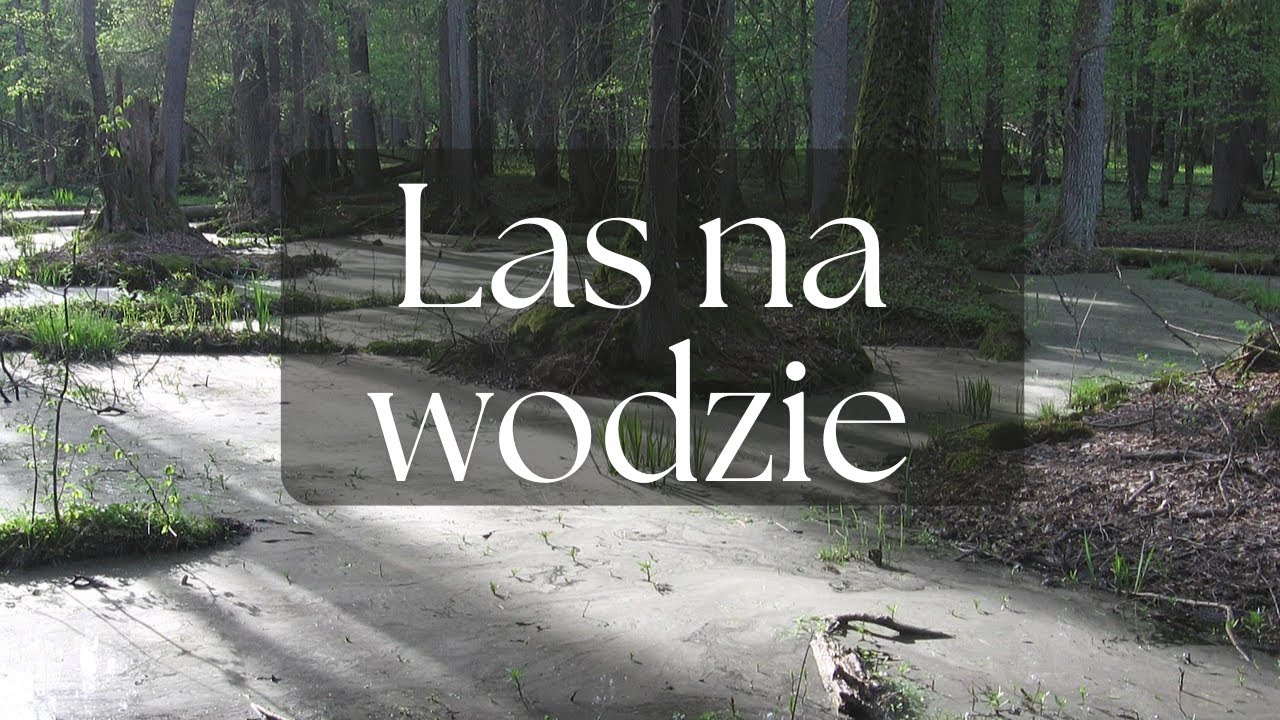 Ols - Magiczny las na polskich bagnach