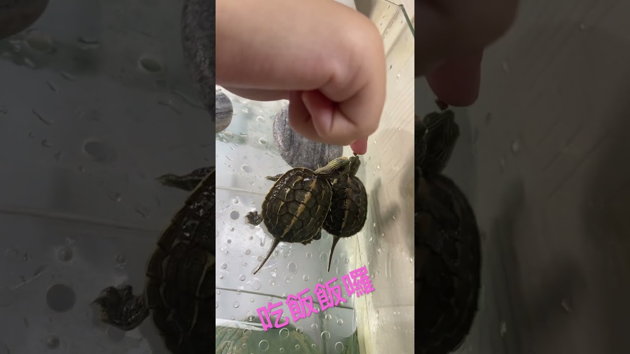 餵食很療癒#養烏龜的日常#臺灣斑龜