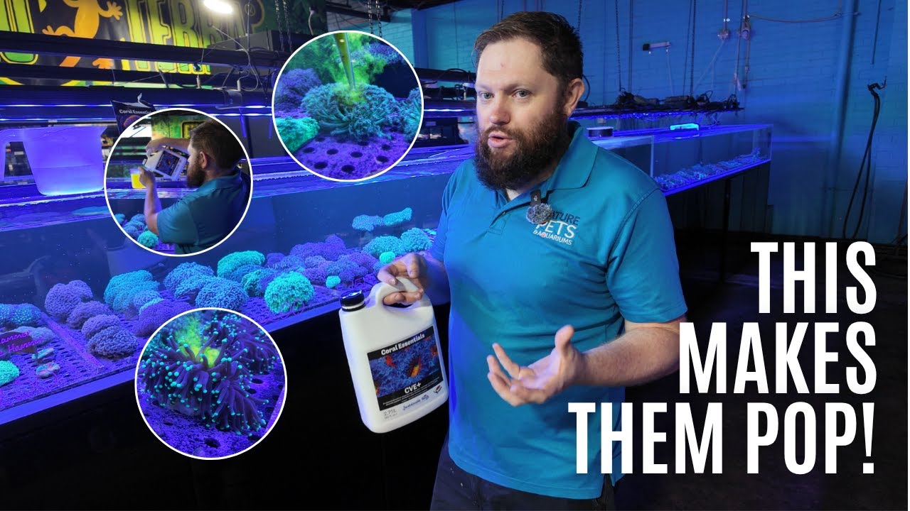 Feeding Our MASSIVE 3,800L Reef Tank with Coral Essentials