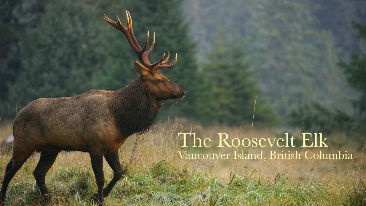 The Roosevelt Elk on Vancouver Island, British Columbia