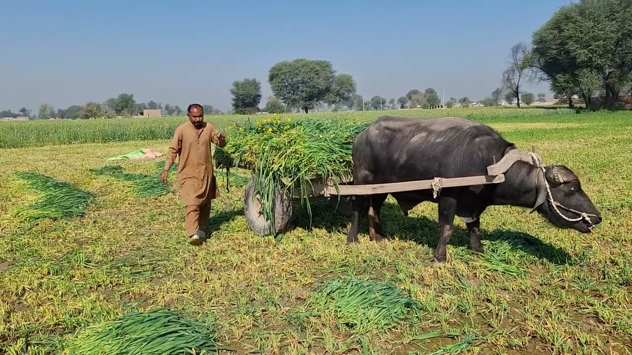 لوڈنگ کرتے ہوئے اچانک۔سانڈھ اور وچھے میں گرمہ گرمی