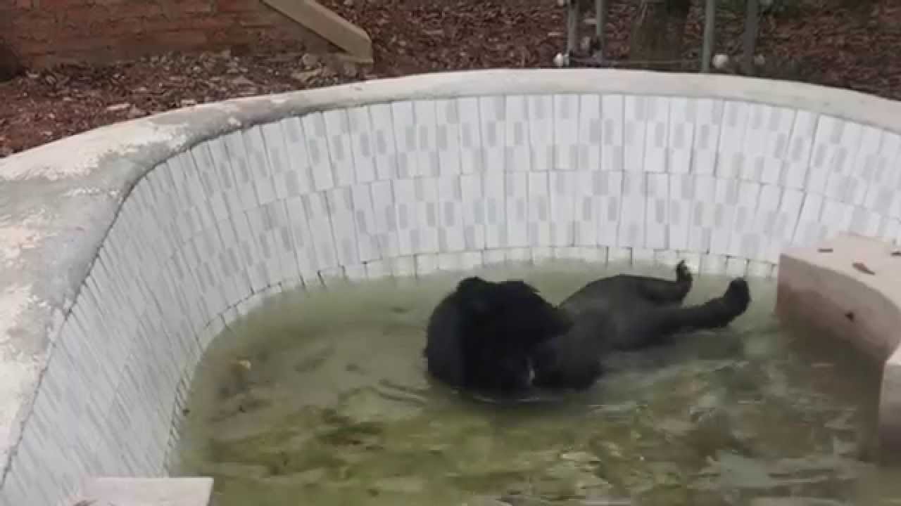 Bärin Hy Vong darf zum ersten Mal in ihrem Leben baden gehen