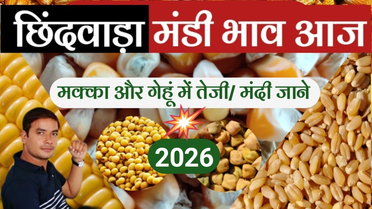 छिंदवाड़ा मंडी भाव | Chhindwara Mandi bhav Gehu | Chhindwara mandi makka ka rate | soyabean bhav
