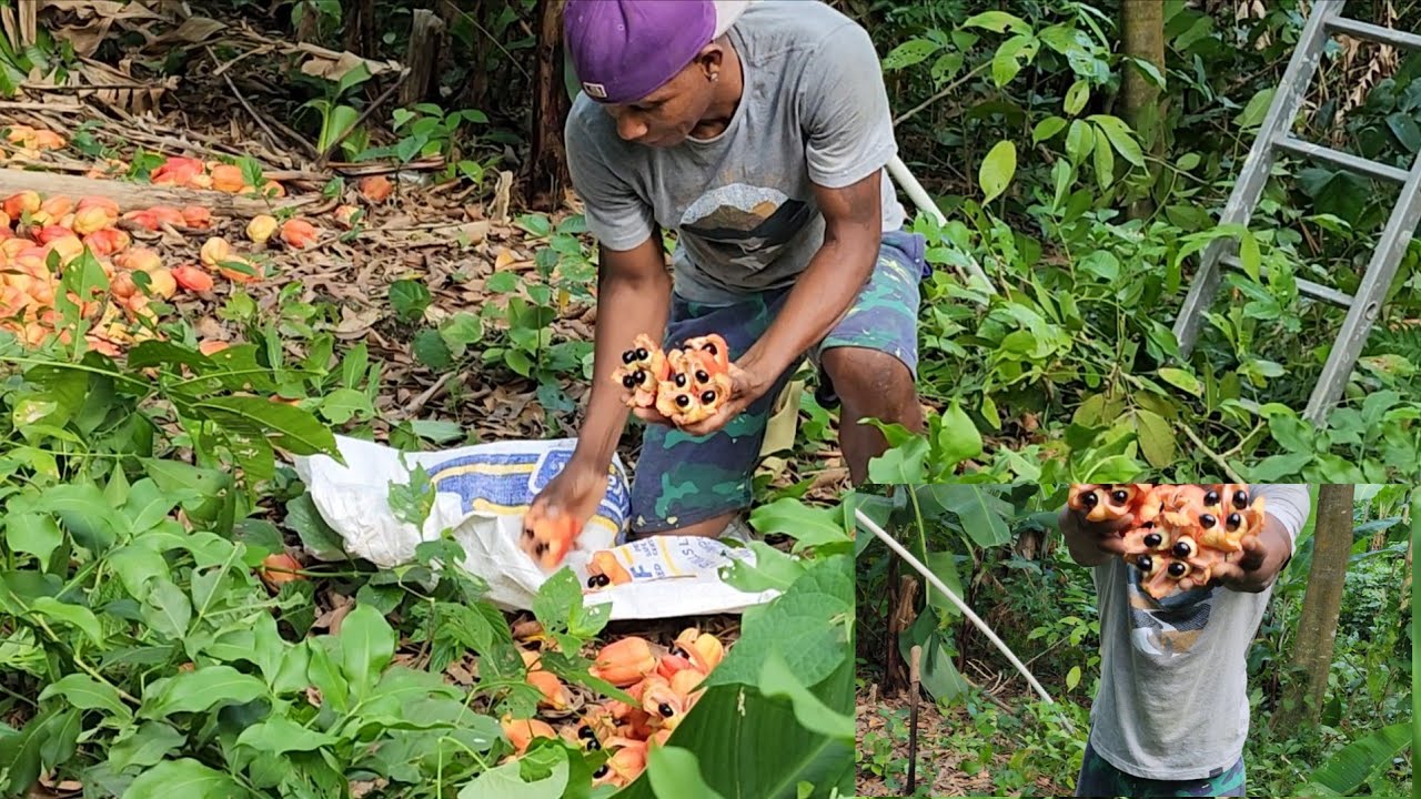 Went to pick the ackee early this morning 