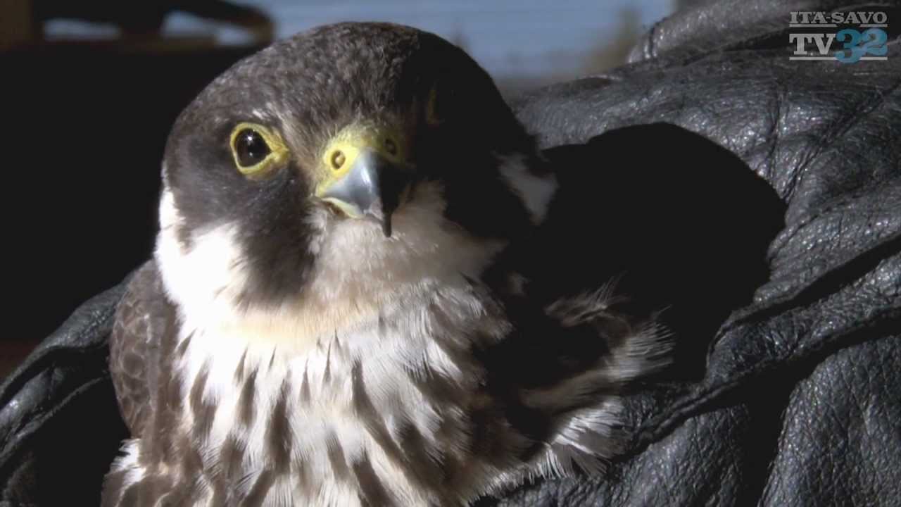 Nuolihaukka (Falco subbuteo)