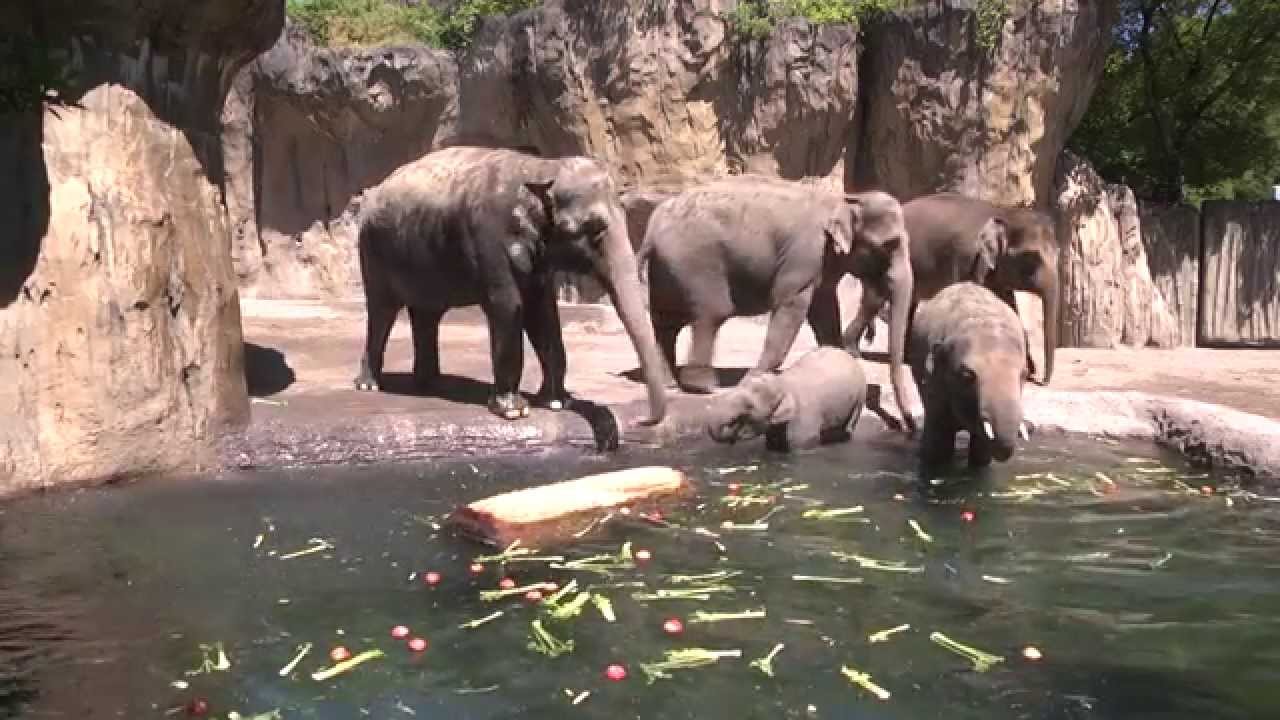 Oregon Zoo animals beat the heat