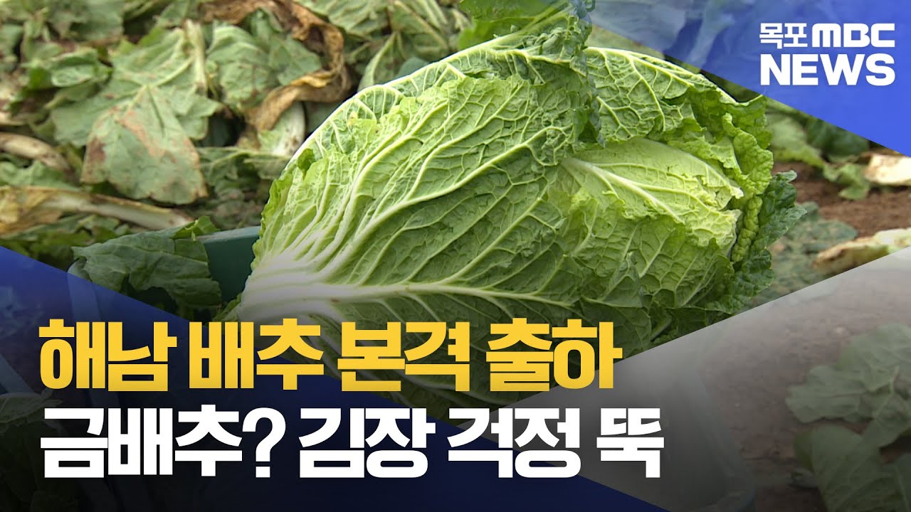 '최대 주산지' 해남 배추 나온다..