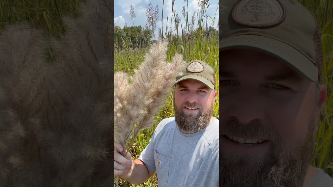 Native Plume Grass is better than Pampas Grass!! #pampasgrass #nativegrasses