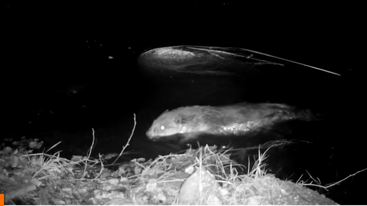 Castores y Nutria (fototrampeo)