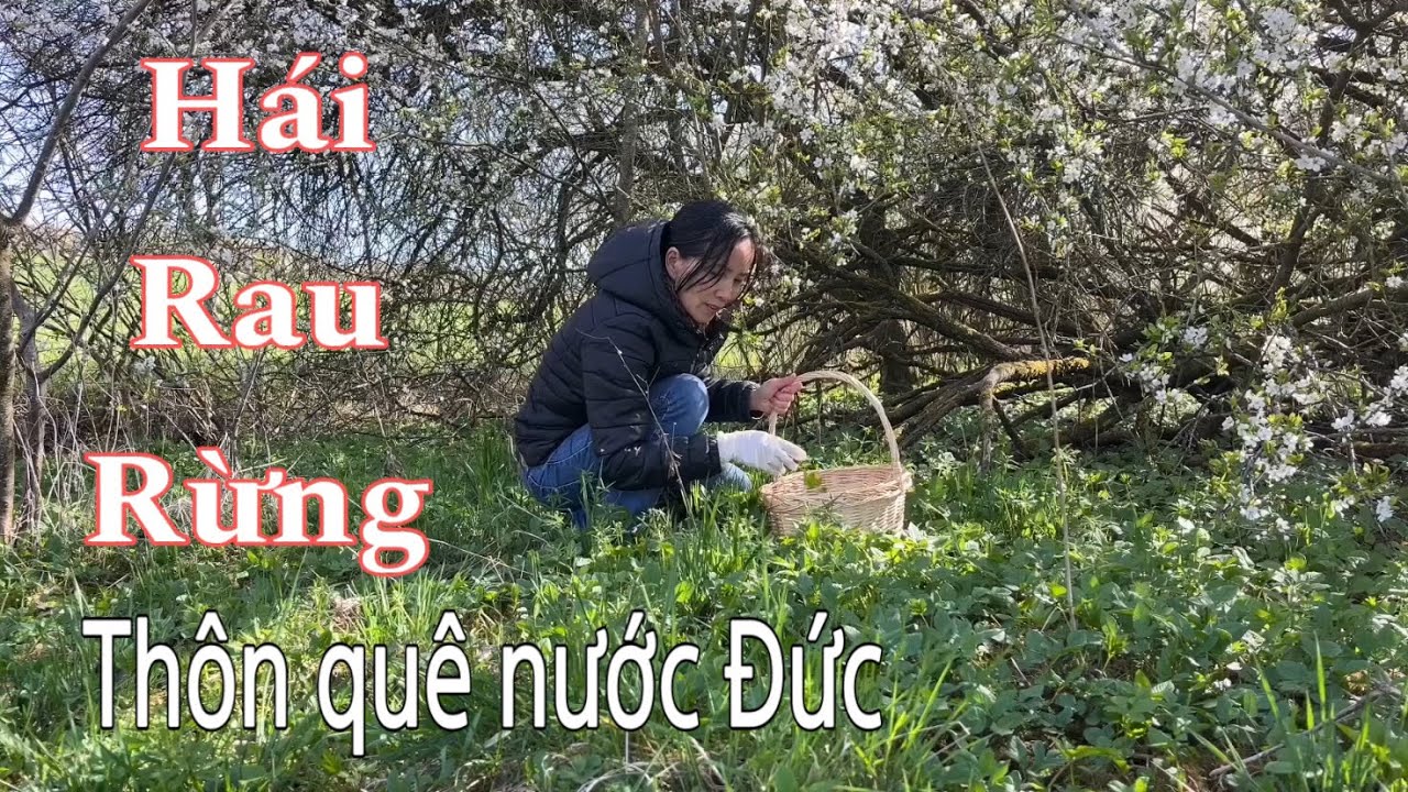 Đi hái rau rừng gặp mận cherry nở hoa kín cây. Người Việt ở Đức | Cuộc sống nông thôn ở Đức
