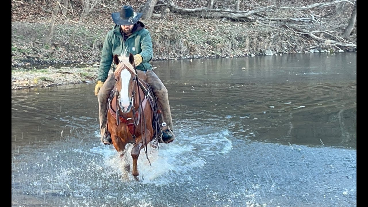 Disco Southern Belle Classic Hip 31 Strait Outta Texas 2018 AQHA Gelding