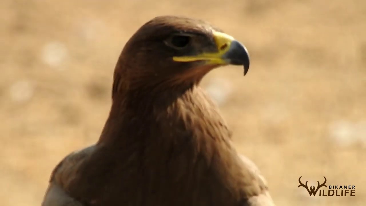 Steppe Eagle (Aquila nipalensis)