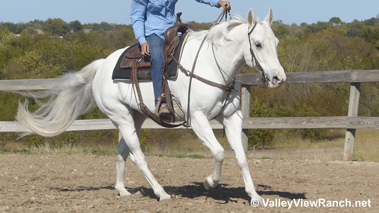 Unzippin With Class - easy walk, smooth jog, sweet lope, stops! - ValleyViewRanch.net