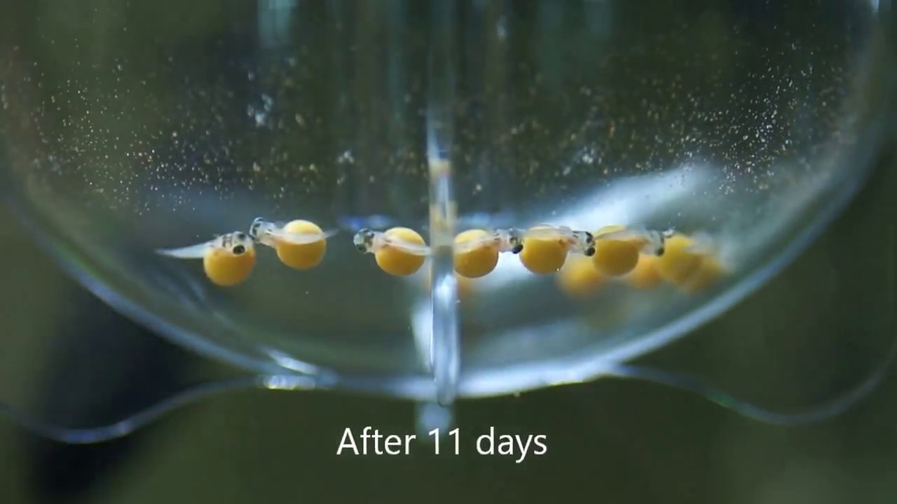 ZET-80 Ziss Fish Egg Tumbler Incubator with Tropheus Eggs