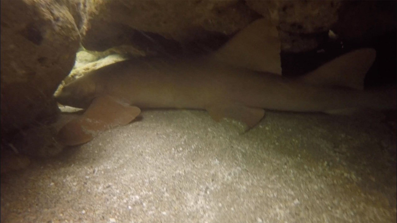 Sleeping Nurse Shark Dreams