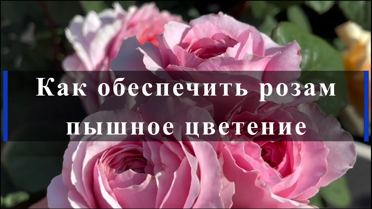 Как обеспечить розам пышное цветение. Питомник растений Е. Иващенко