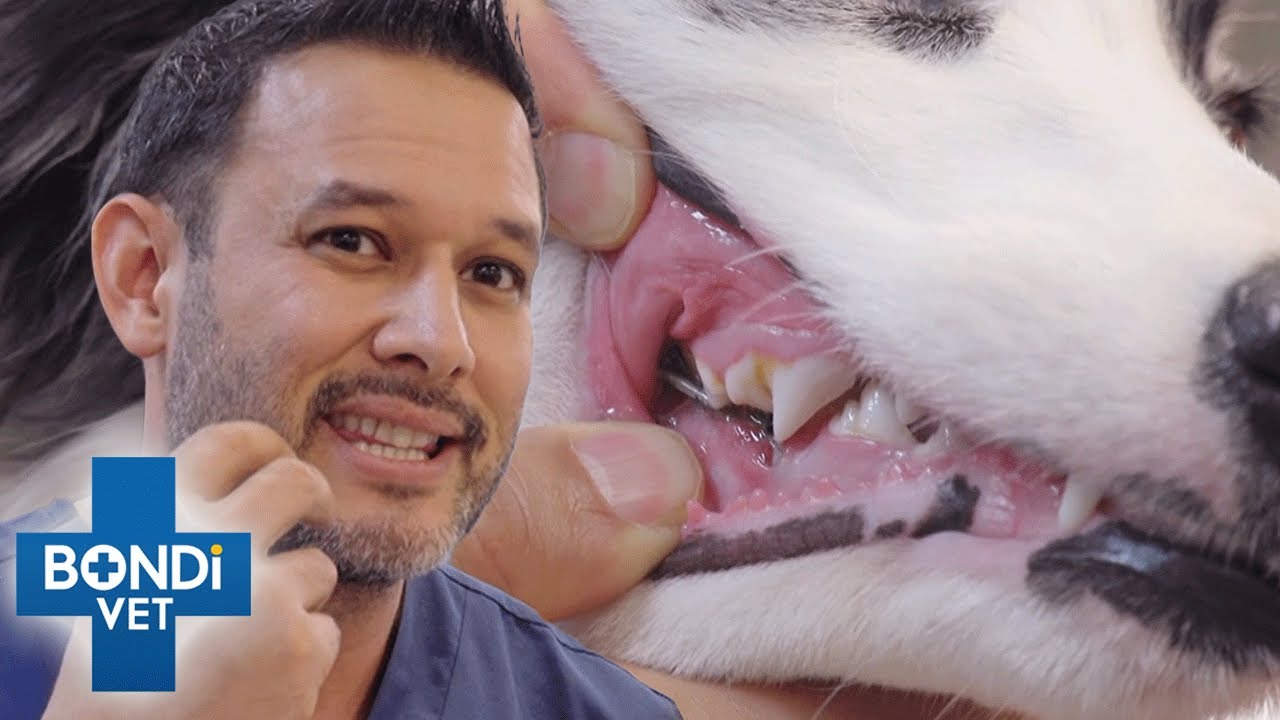 Vet Races to Remove Sharp Metal Stuck in Dog’s Mouth 😱 S10 Ep 15 | Bondi Vet
