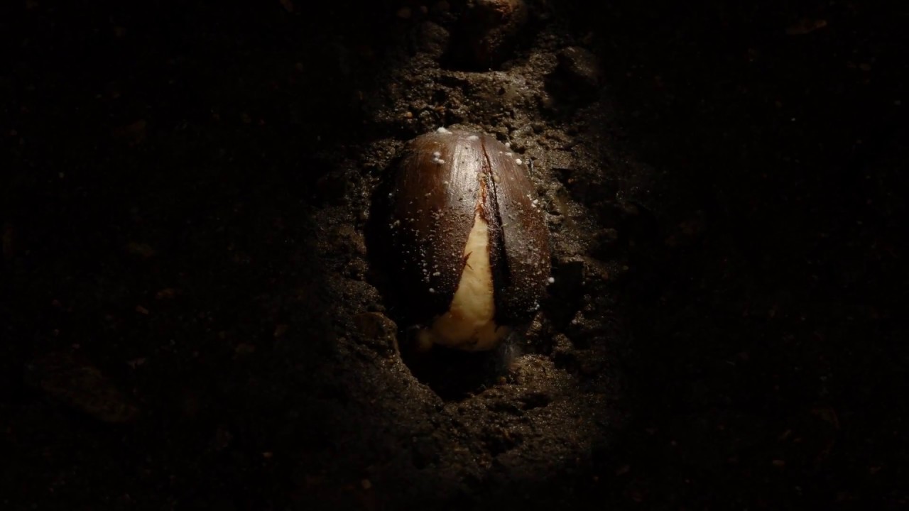 Acorn germinating underground to oak seedling time lapse. Filmed over 8 month