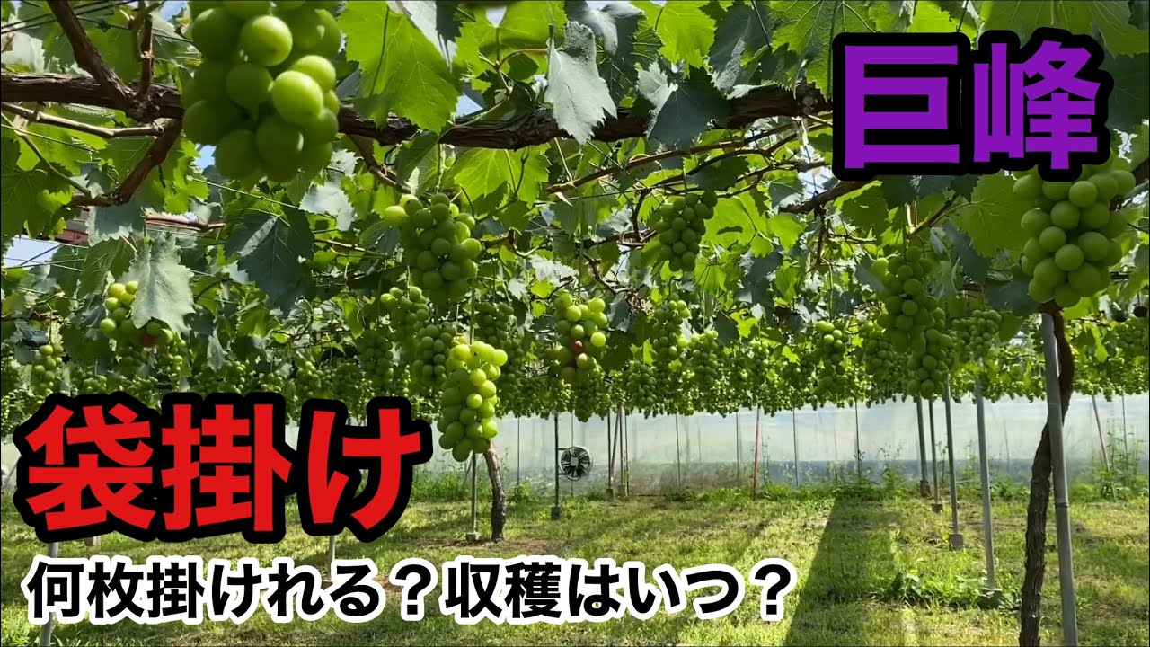 「ぶどうの作業」巨峰の袋掛け作業の様子