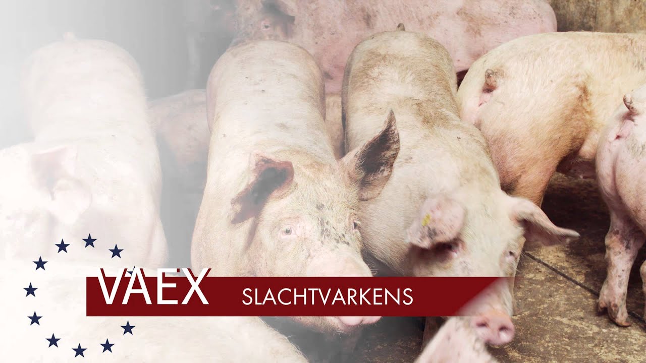 Vleesvarkens | Varkenshandel | VAEX Varkens- en Veehandel B.V.
