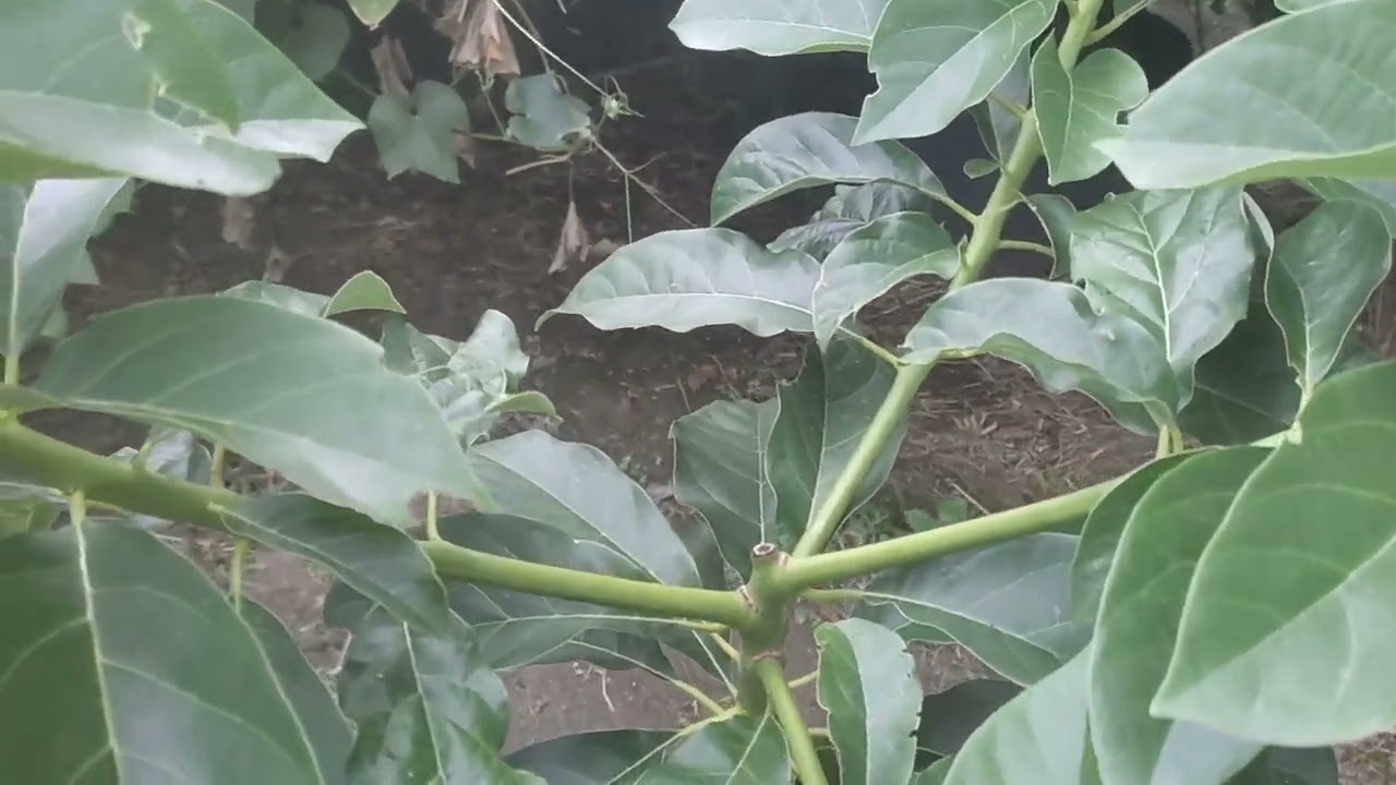 meu abacate de caroço