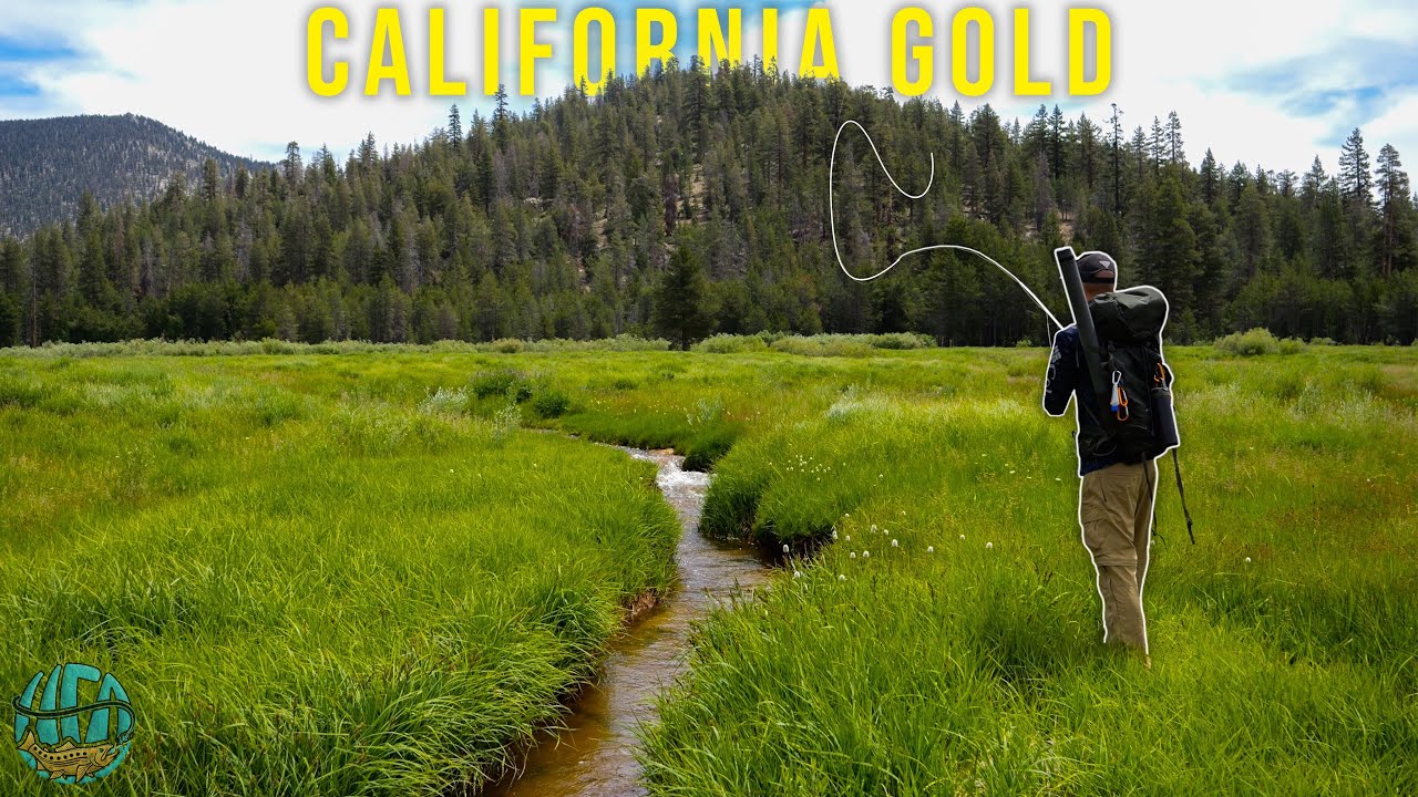 Fly Fishing Small Creeks for LEGENDARY Trout! || CALIFORNIA GOLD - A trout fishing film