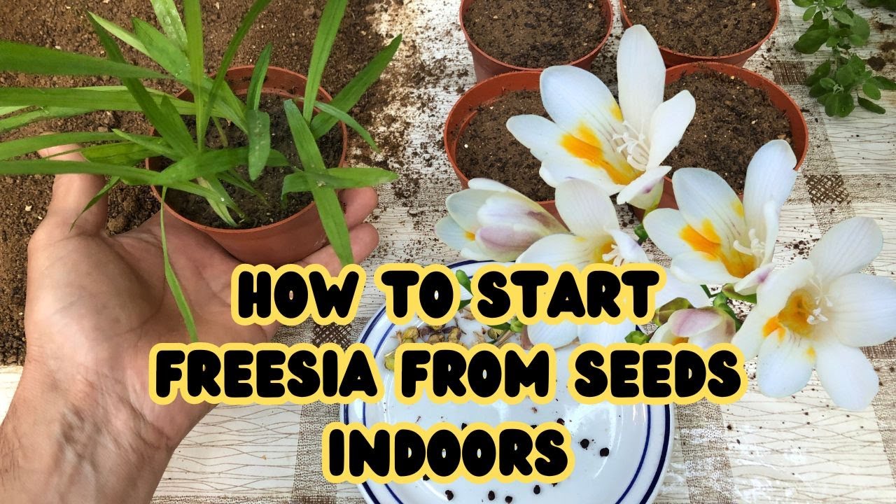 Как вырастить фрезию из семян в помещении 🌸 #фрезия #цветы #советыпосадоводству #садоводство #цве...