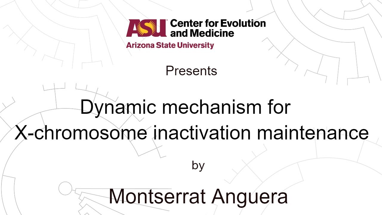 Dynamic mechanism for X-chromosome inactivation maintenance | Montserrat Anguera