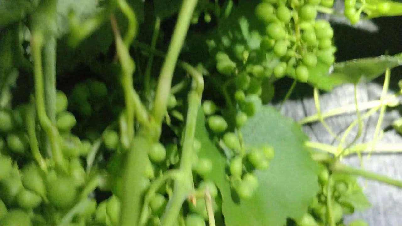 Black Isabella Grapes Night Tour 06 11 2025
