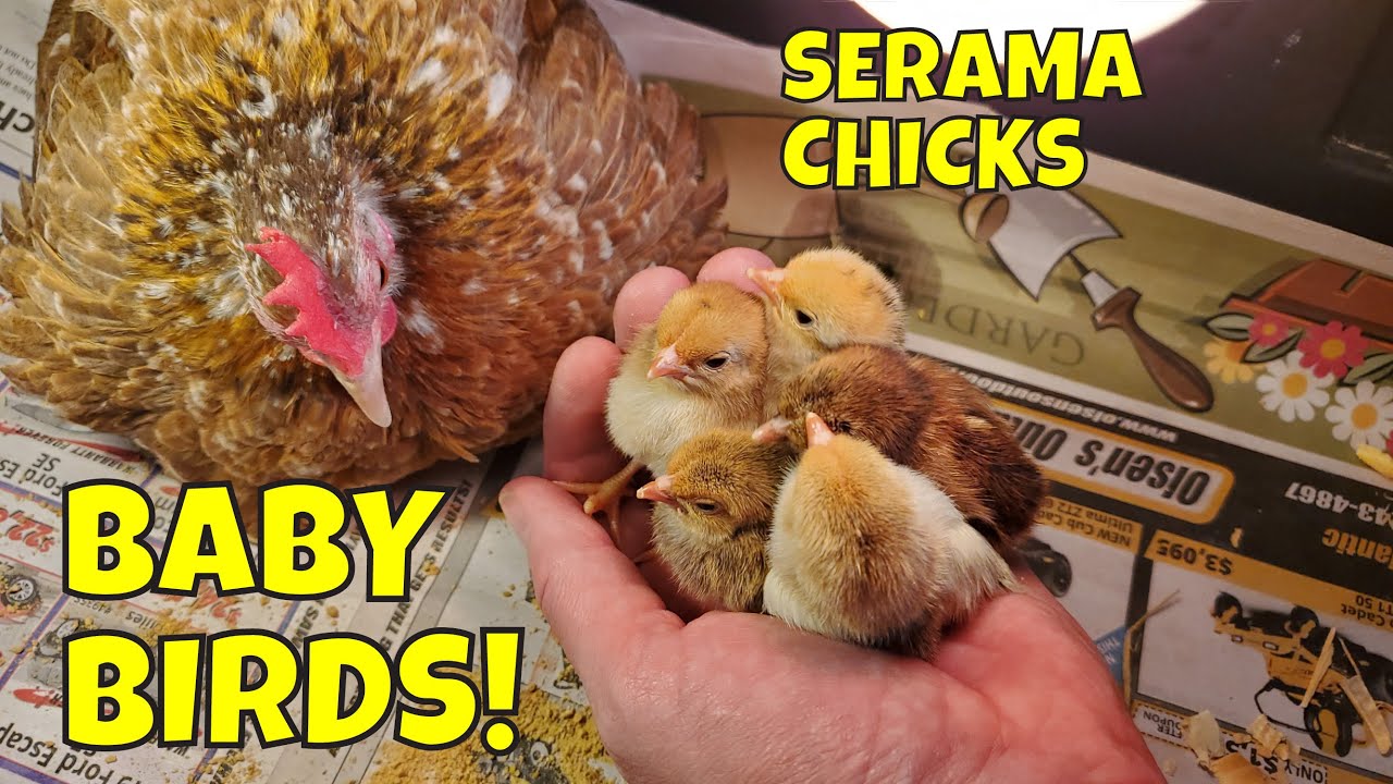 🐤 SERAMA CHICKS! 🐤 First Day Adventures [Miniature chickens]