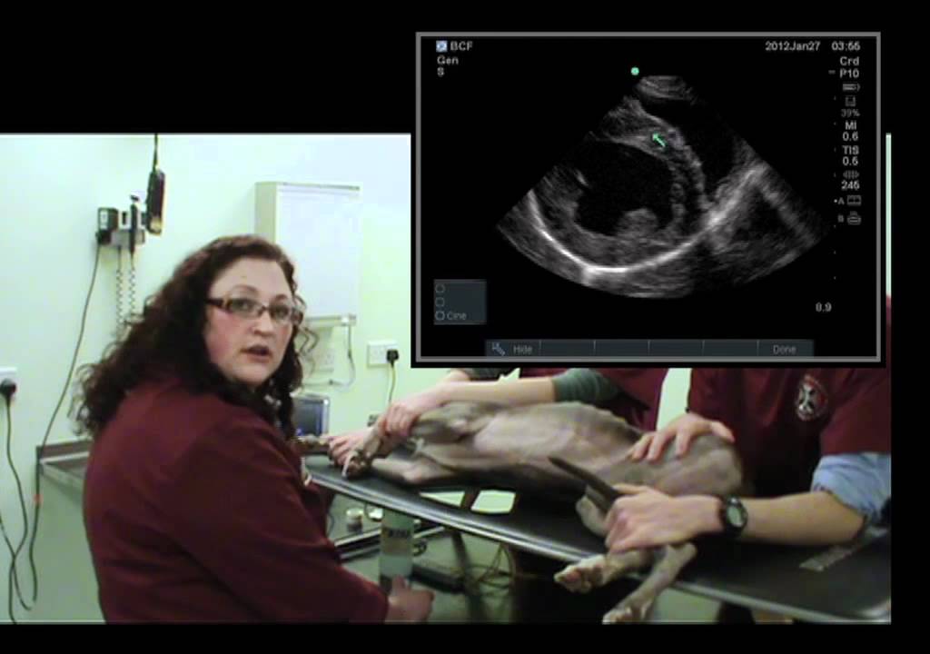 IMV imaging cardiac ultrasound video 6 - Right parasternal short axis view (papillary muscles)
