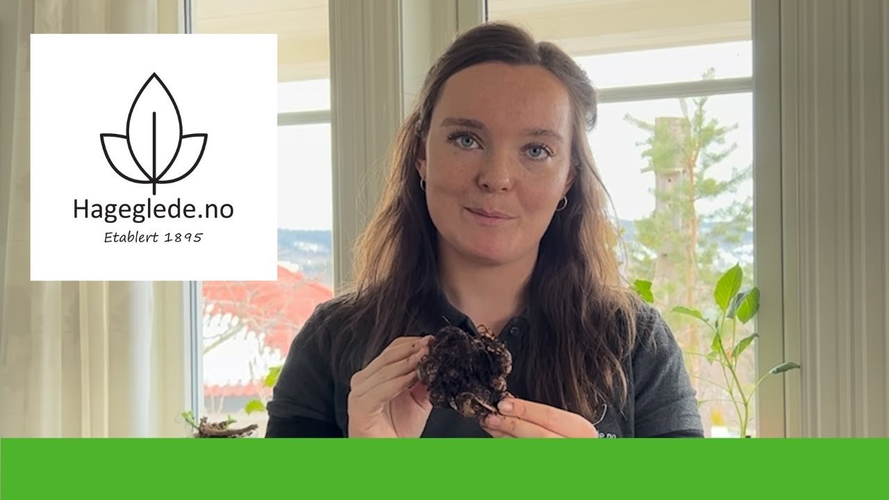 Planting av Caladium