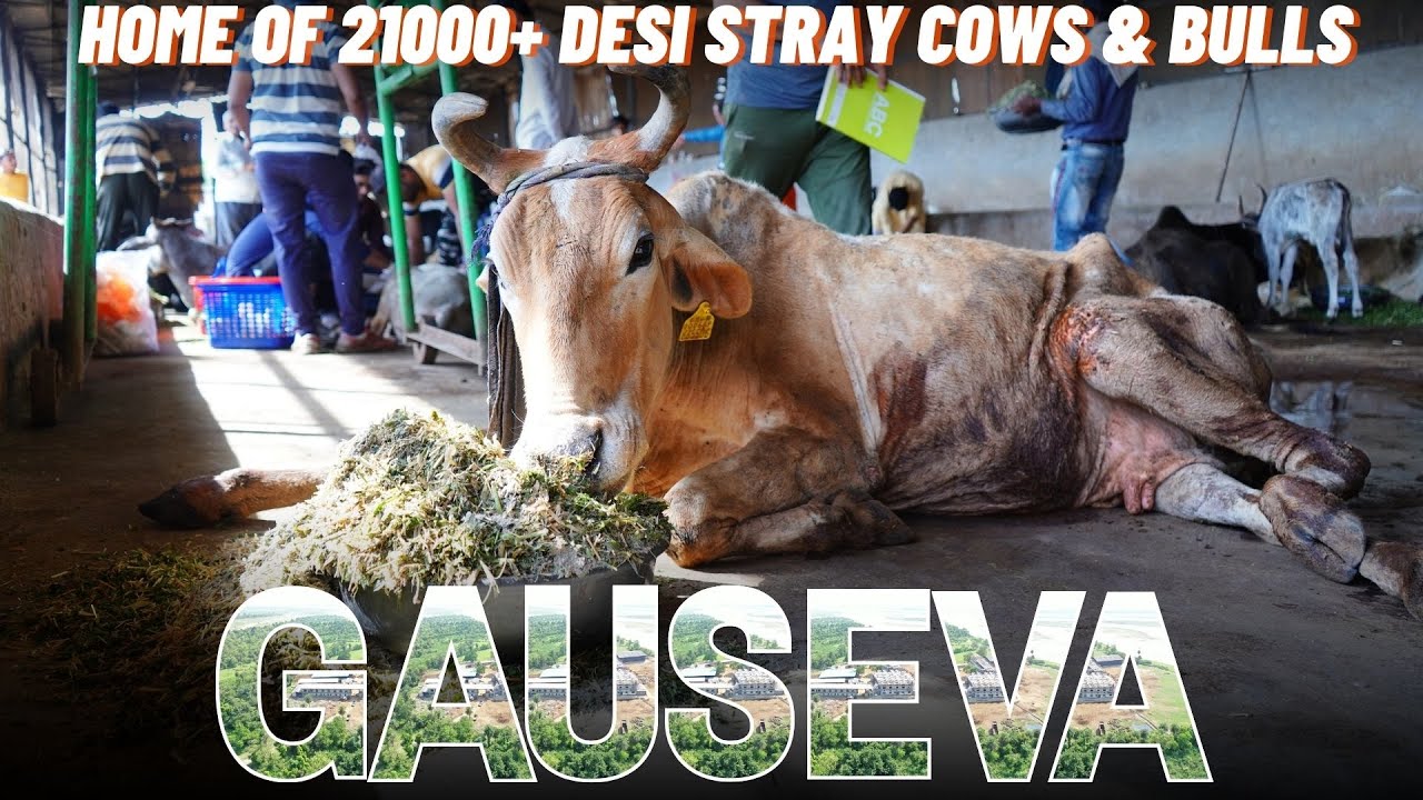 21000+ Injured Stray Cows and Bulls are being protected.
