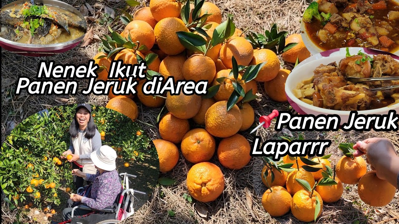 Borong Dua Pohon JERUK  diKebun‼️ Bersama CEO Ikut Panen