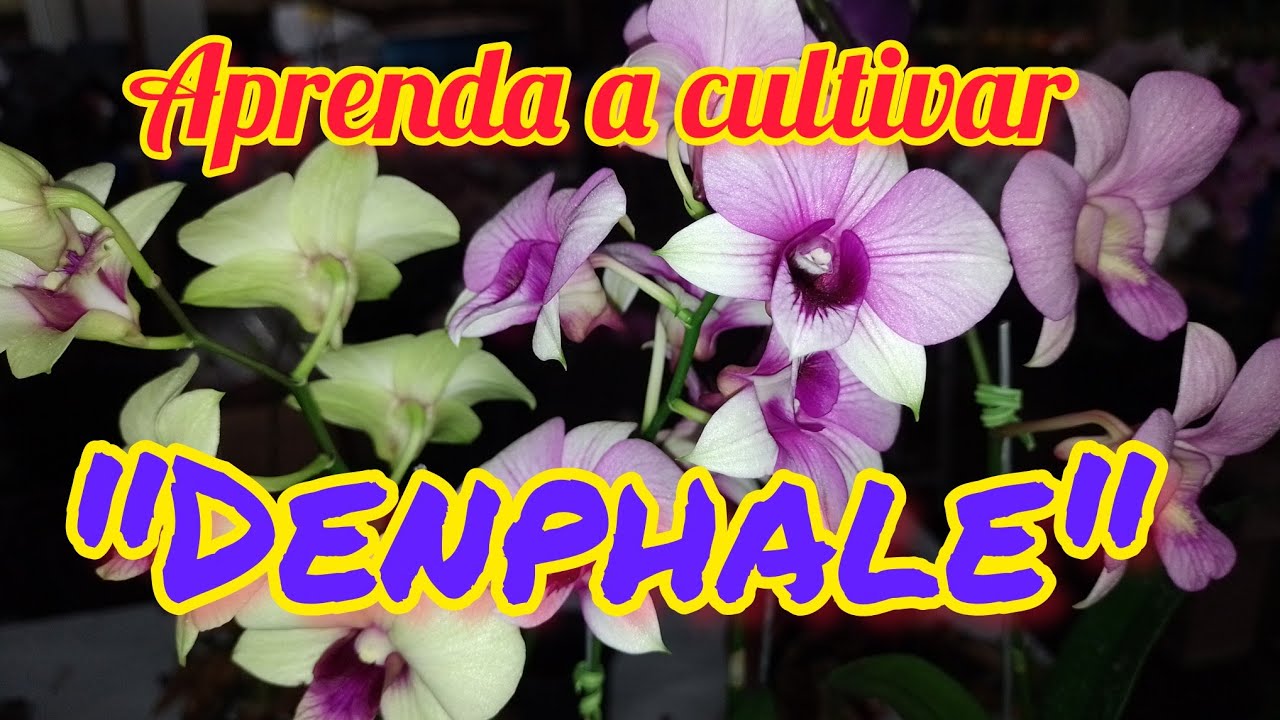 Aprenda a cultivar Denfale!