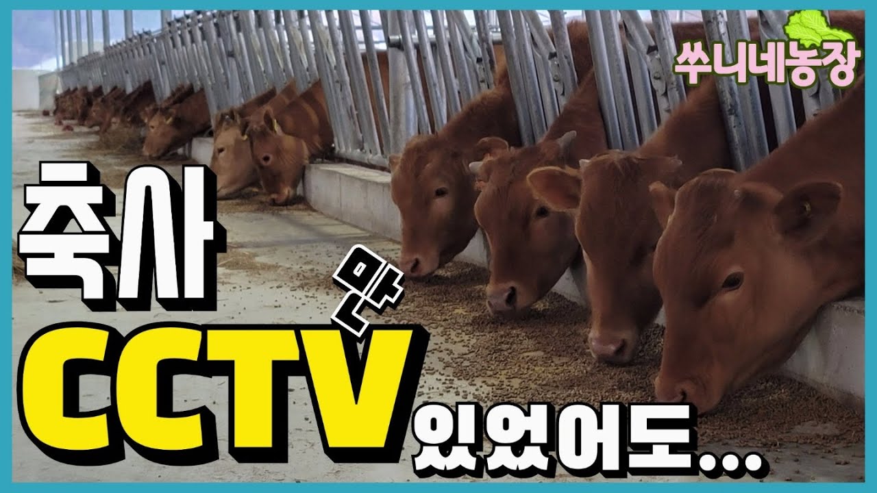 한우축사에 CCTV가 있어야하는 이유-축사 자동목걸이인 스탄치온에 목이 끼어 밤새 발버둥치다 아침에 겨우 풀려 살아난 소